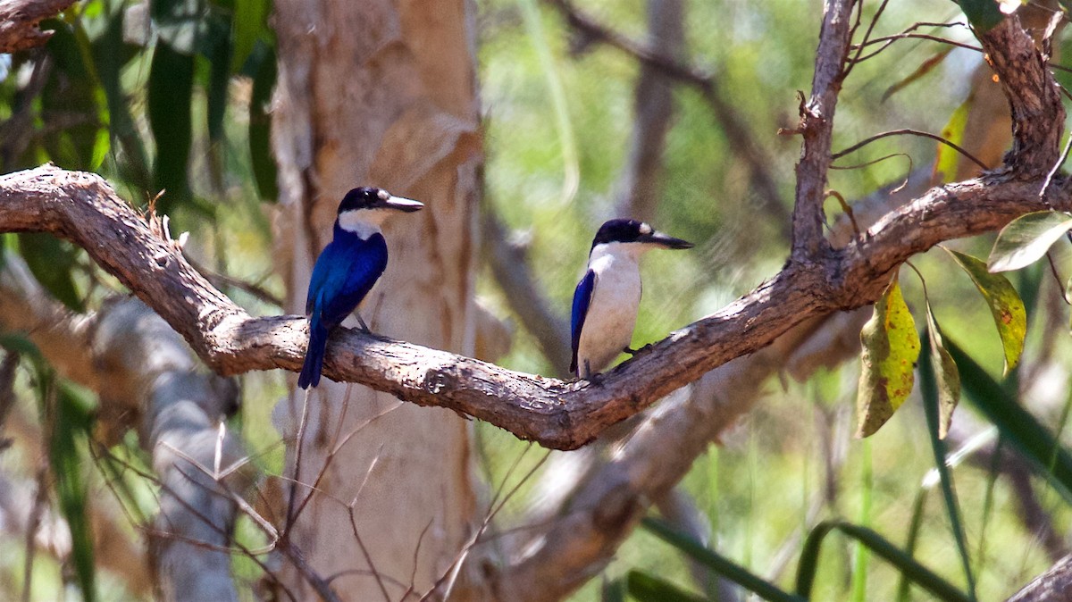 Forest Kingfisher - ML646164270