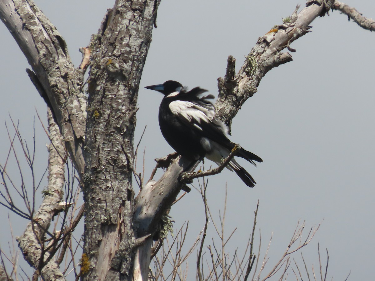 plystreskjære - ML646164271