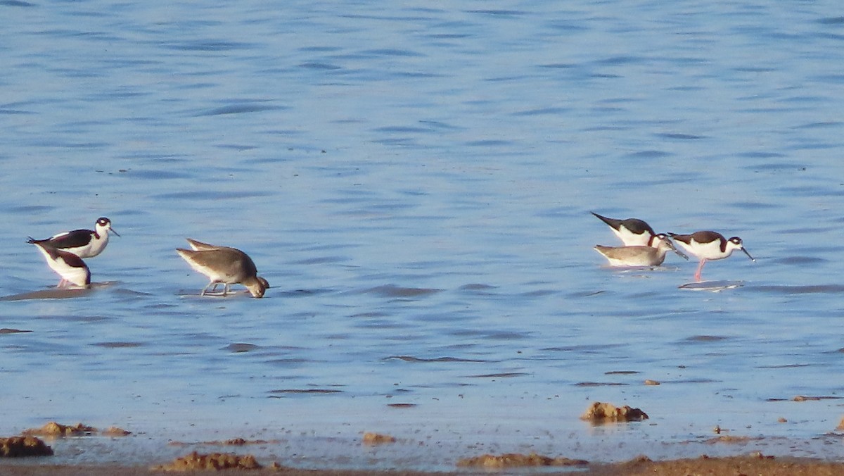 Willet - ML646164273