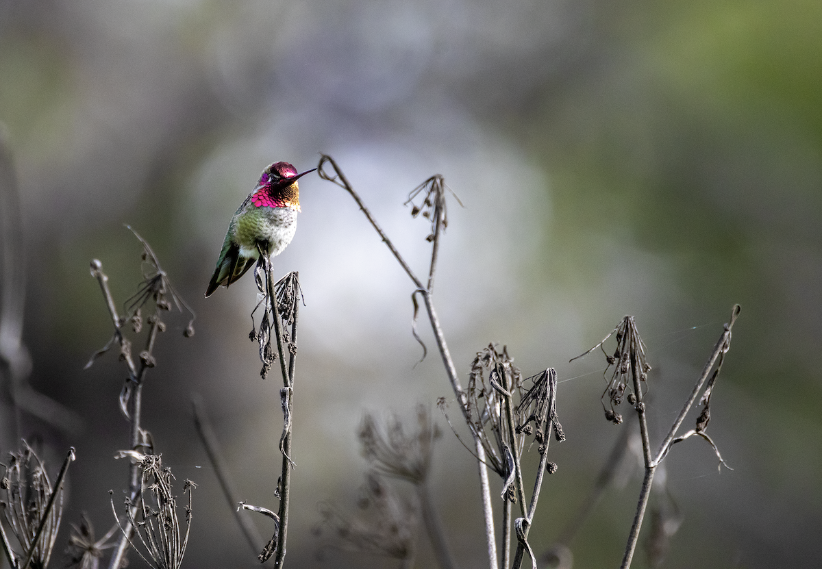 Anna's Hummingbird - ML646164274
