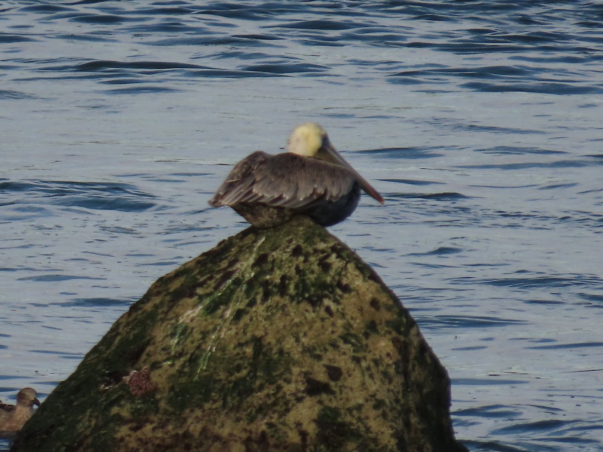 Brown Pelican - ML646164280