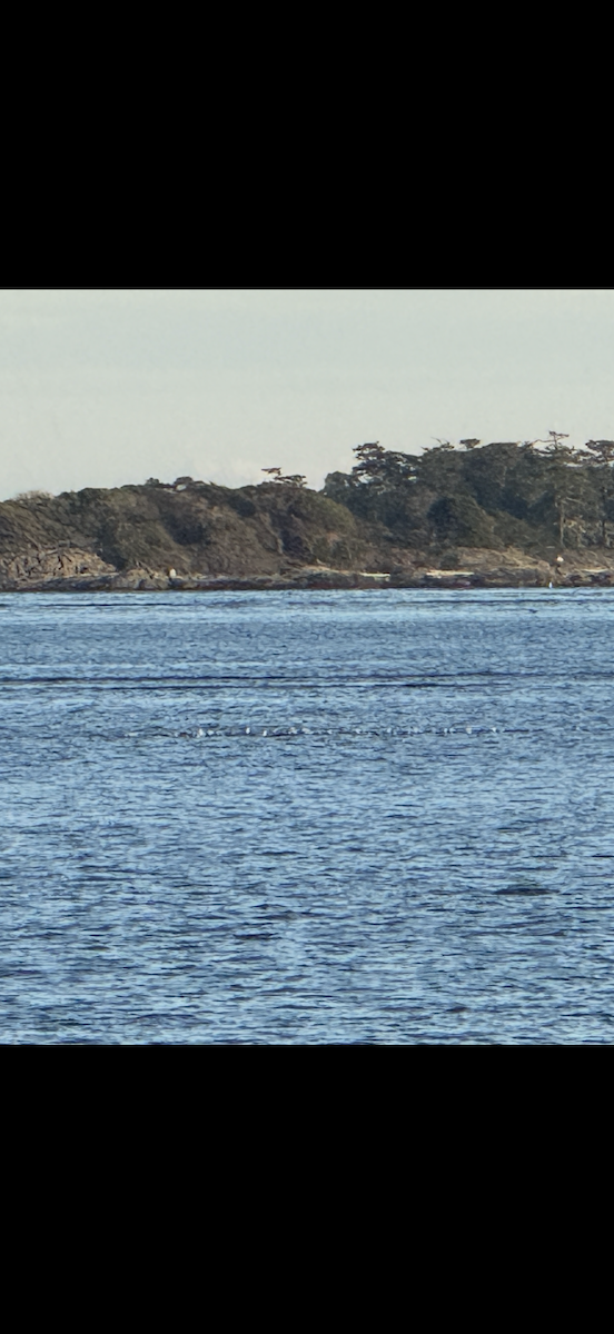 Long-tailed Duck - ML646164281