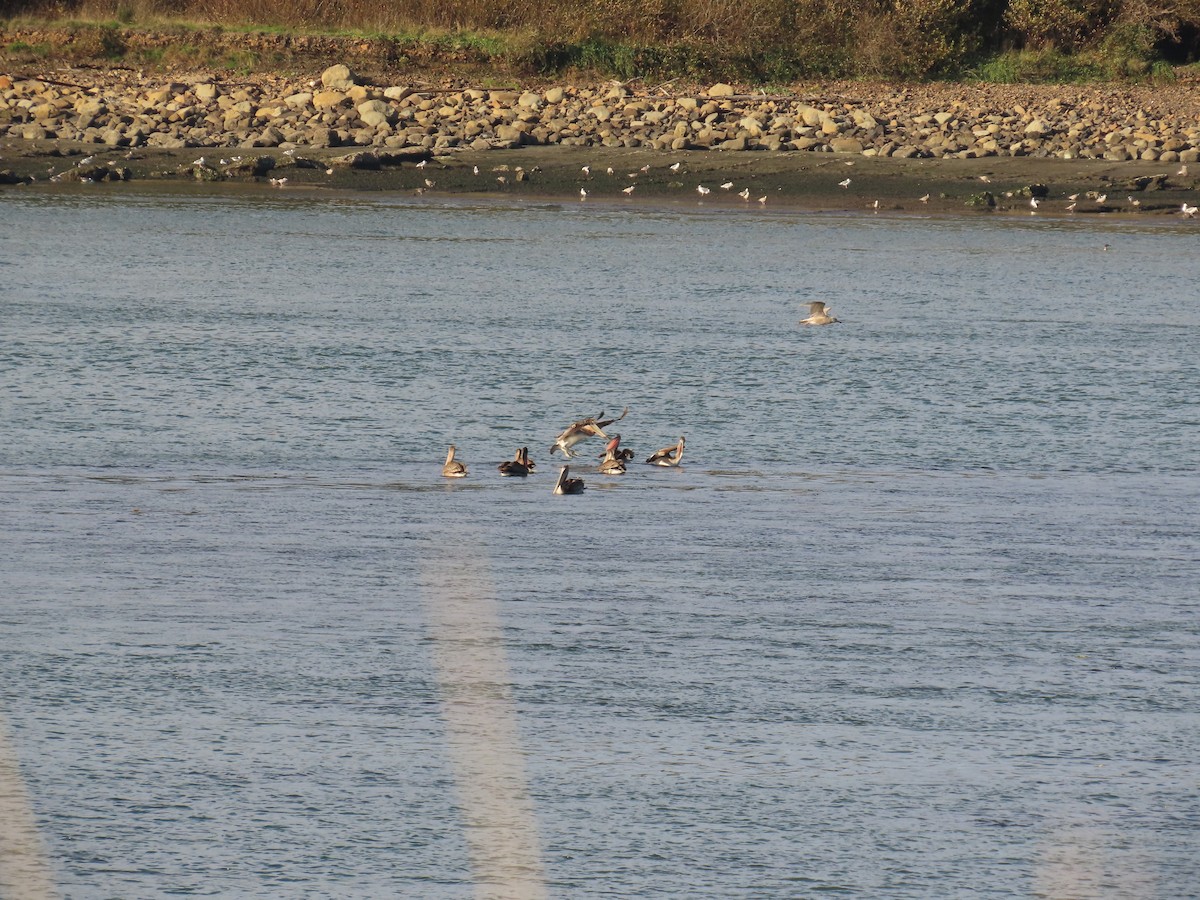 Brown Pelican - ML646164288