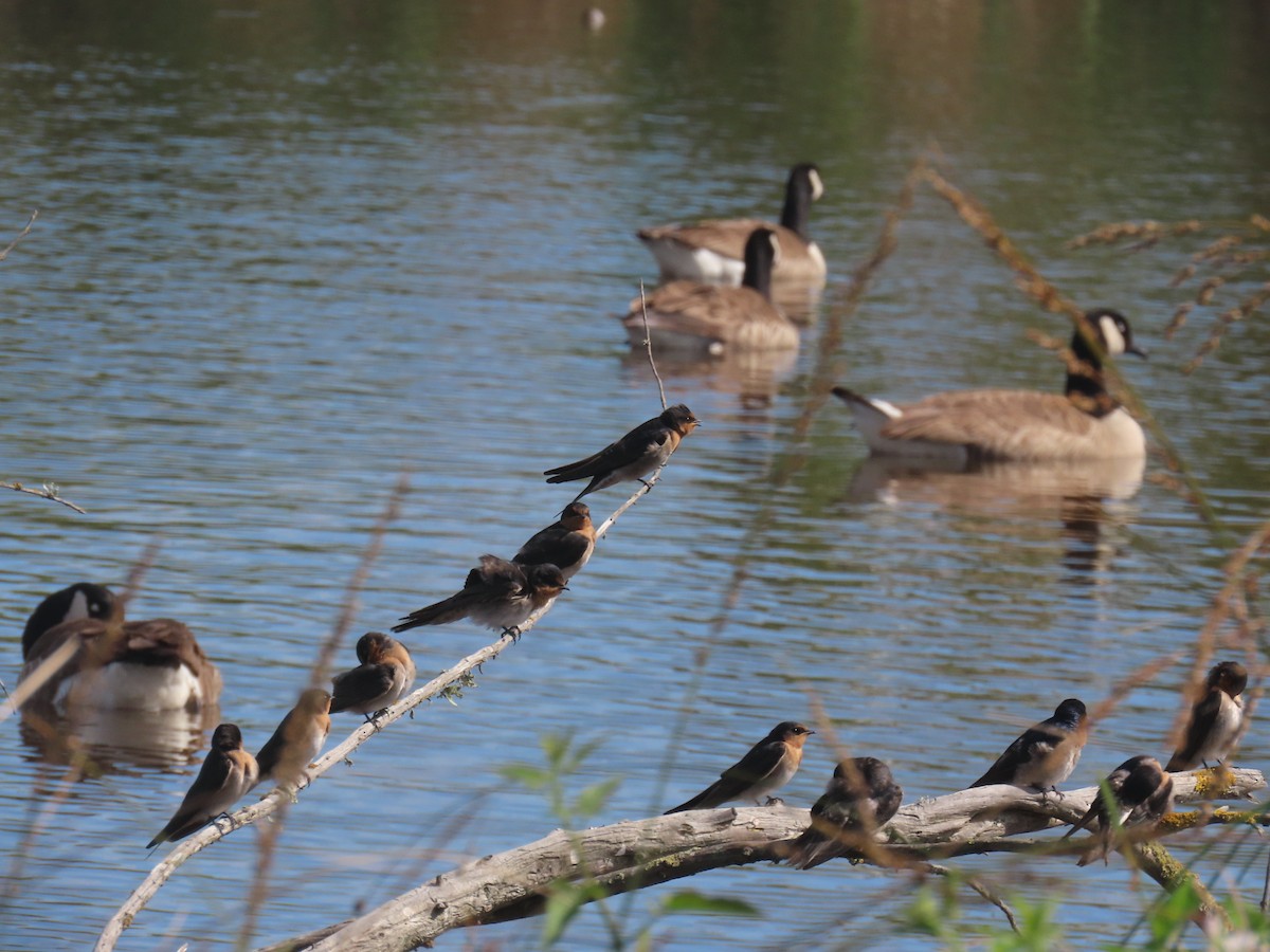 pionérsvale - ML646164293