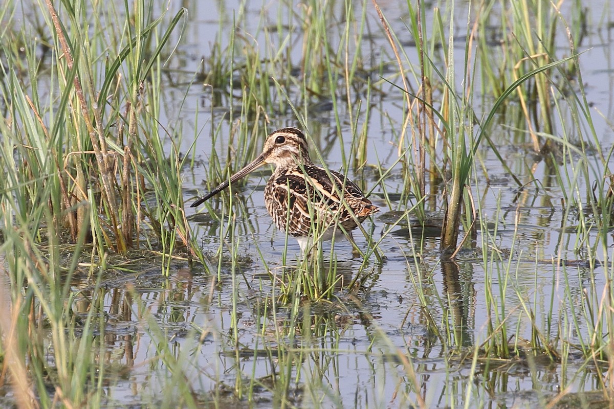 חרטומית ביצות - ML646164301