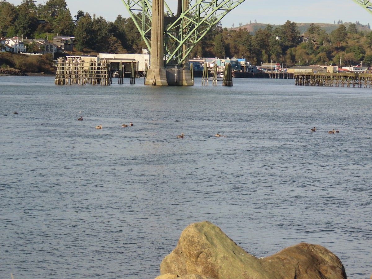 Brown Pelican - ML646164305