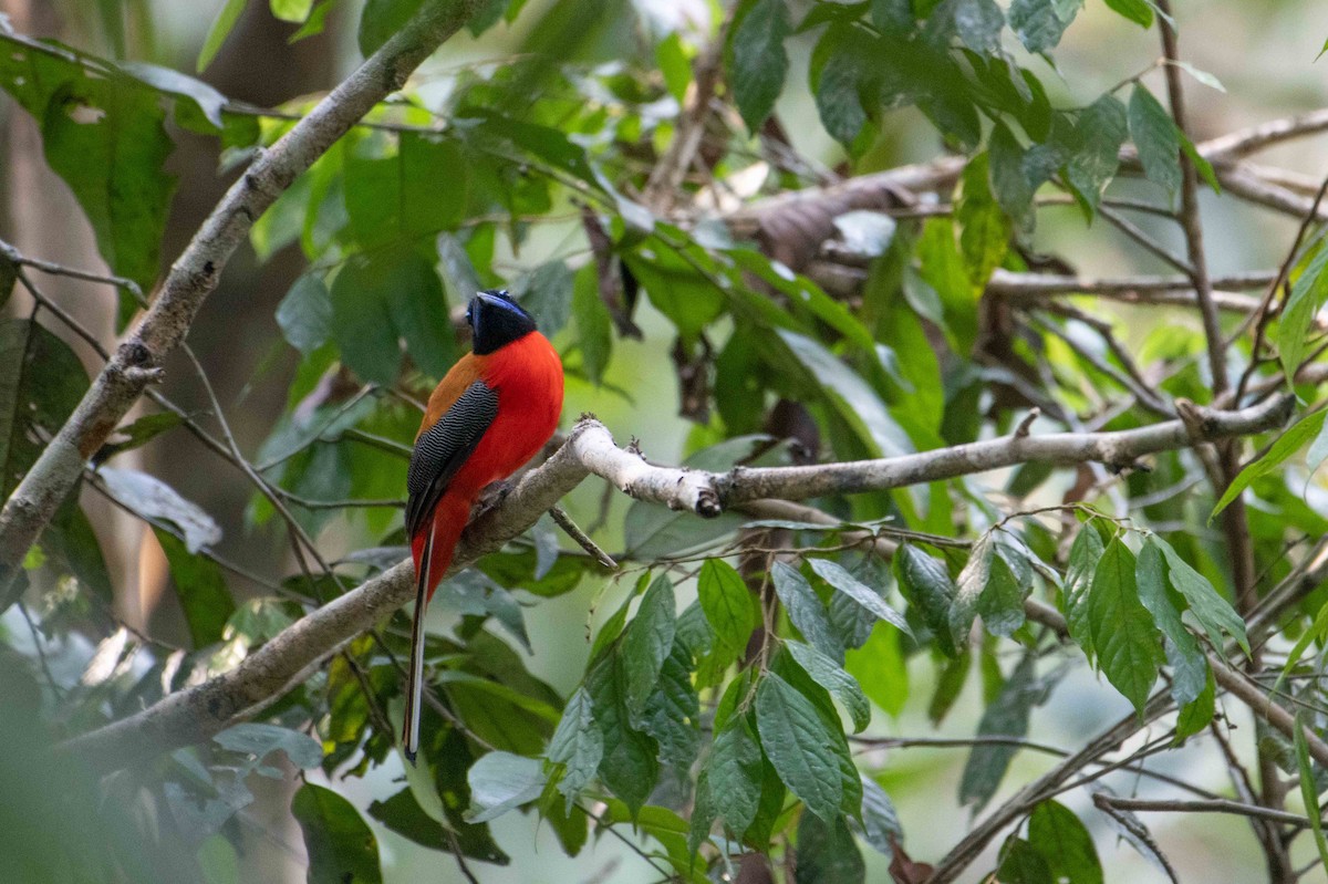 Scarlet-rumped Trogon - ML646164307