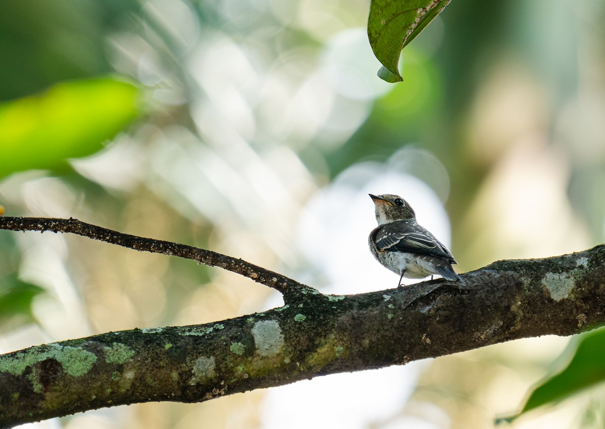 Dark-sided Flycatcher - ML646164316