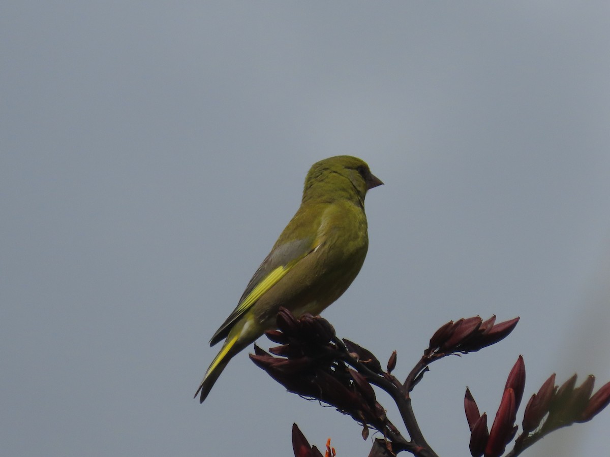 European Greenfinch - ML646164317