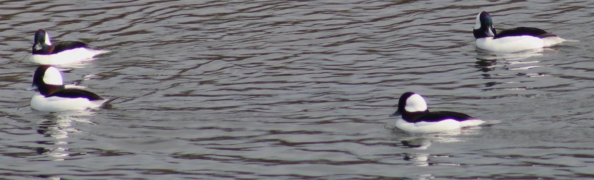 Bufflehead - ML646164318