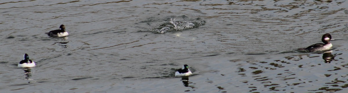 Bufflehead - ML646164319