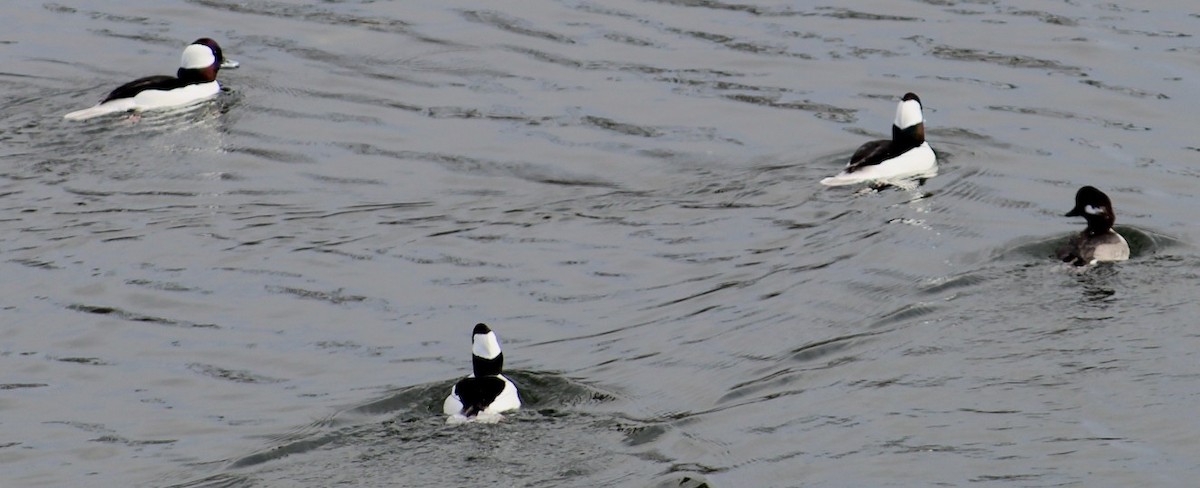 Bufflehead - ML646164321