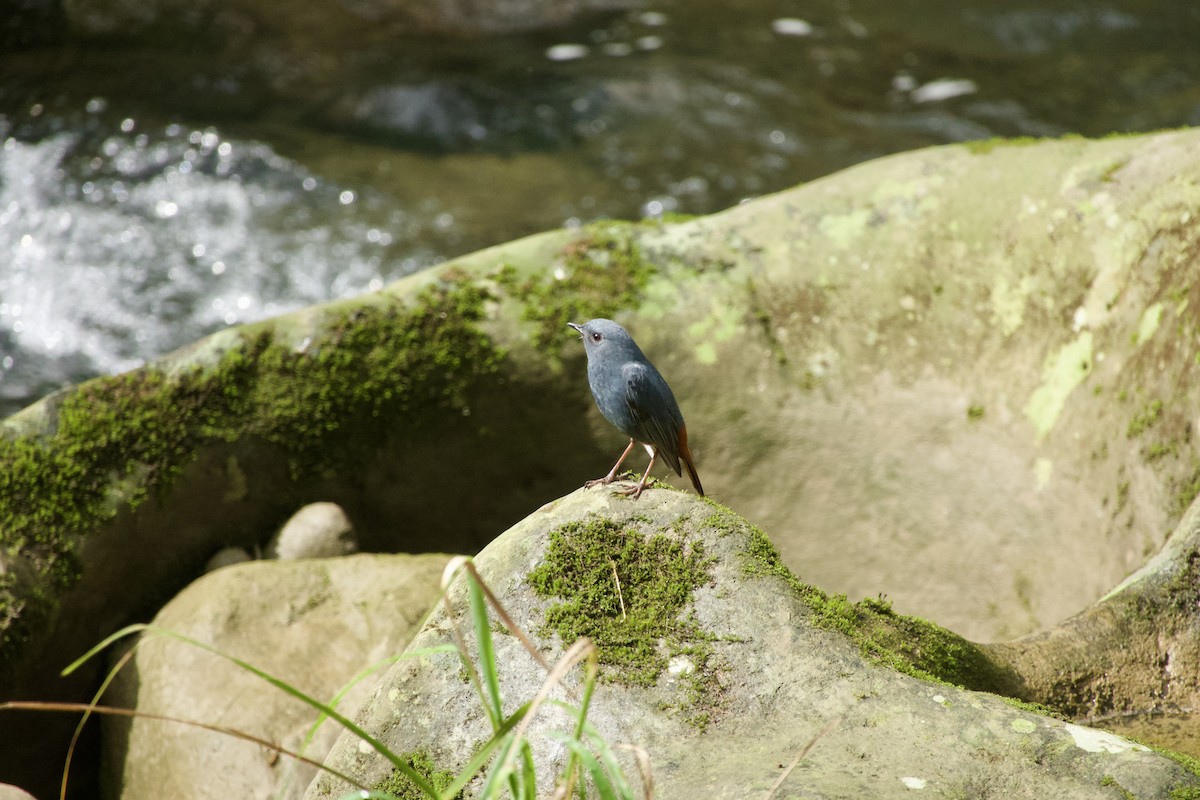 Plumbeous Redstart - ML646164323