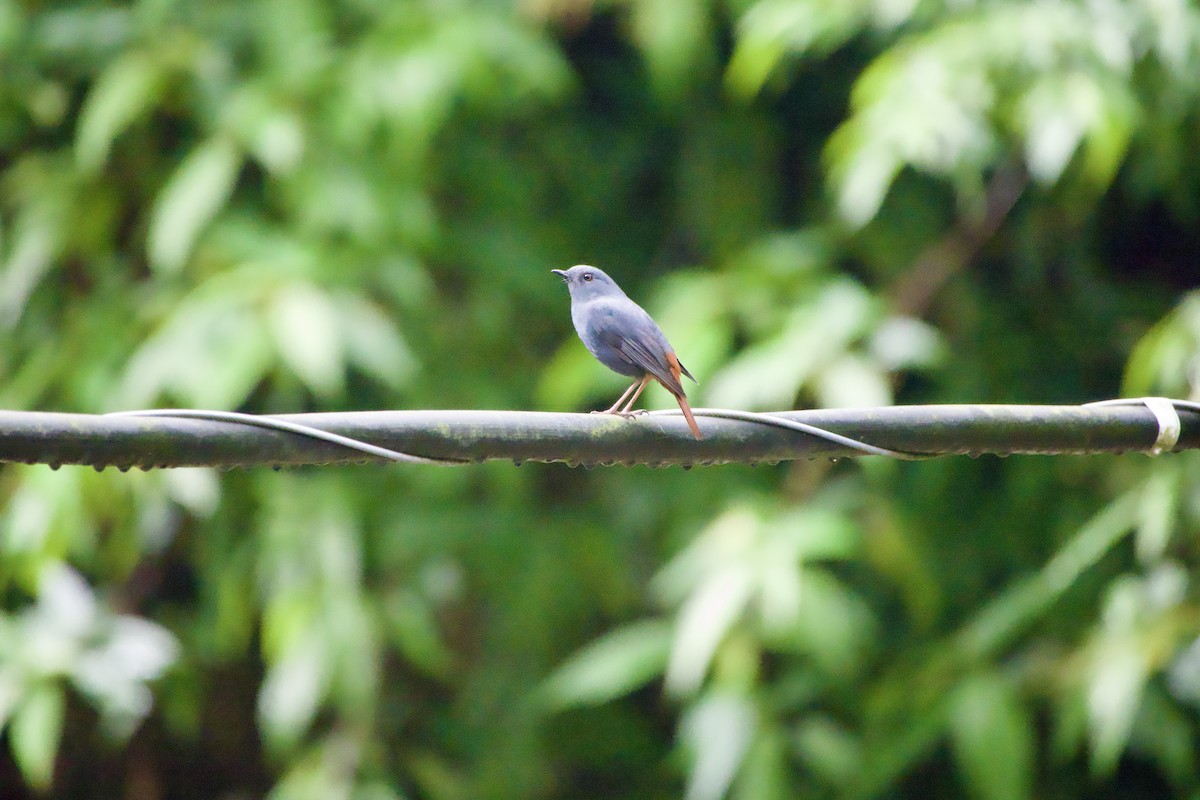 Plumbeous Redstart - ML646164324