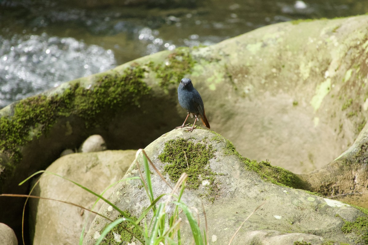 Plumbeous Redstart - ML646164325