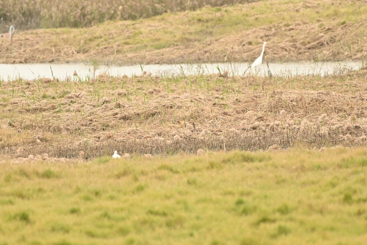 Eurasian Bittern - ML646164326