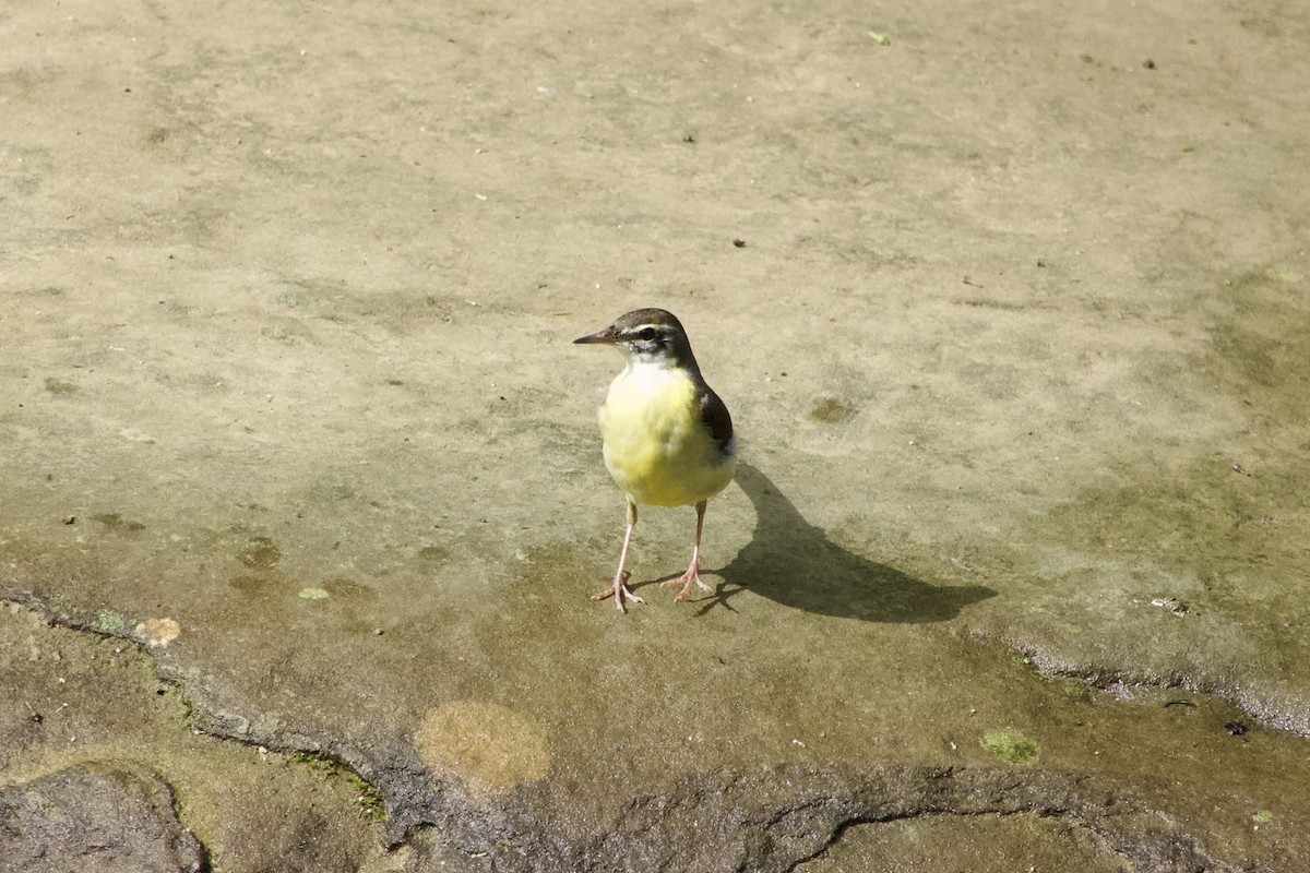 Gray Wagtail - ML646164329
