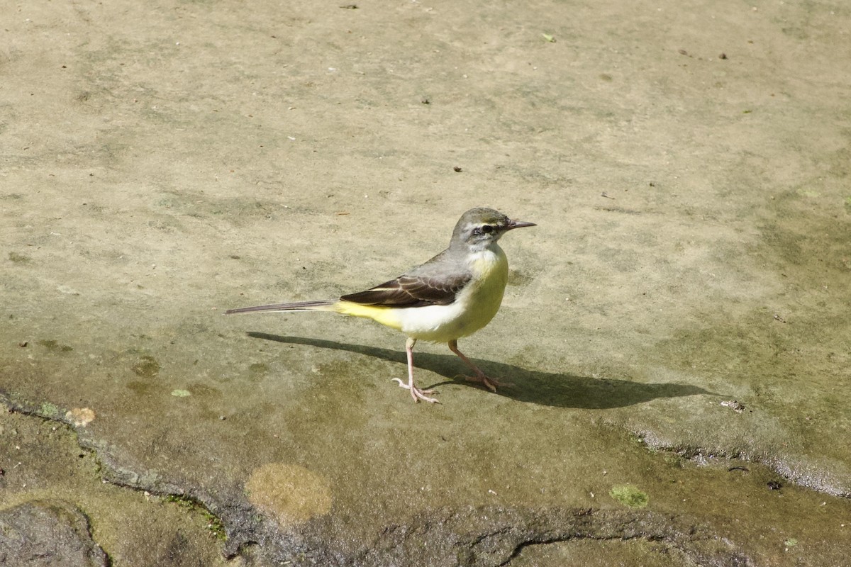 Gray Wagtail - ML646164330