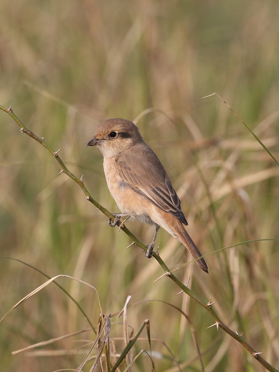 Isabelline Shrike - ML646164334