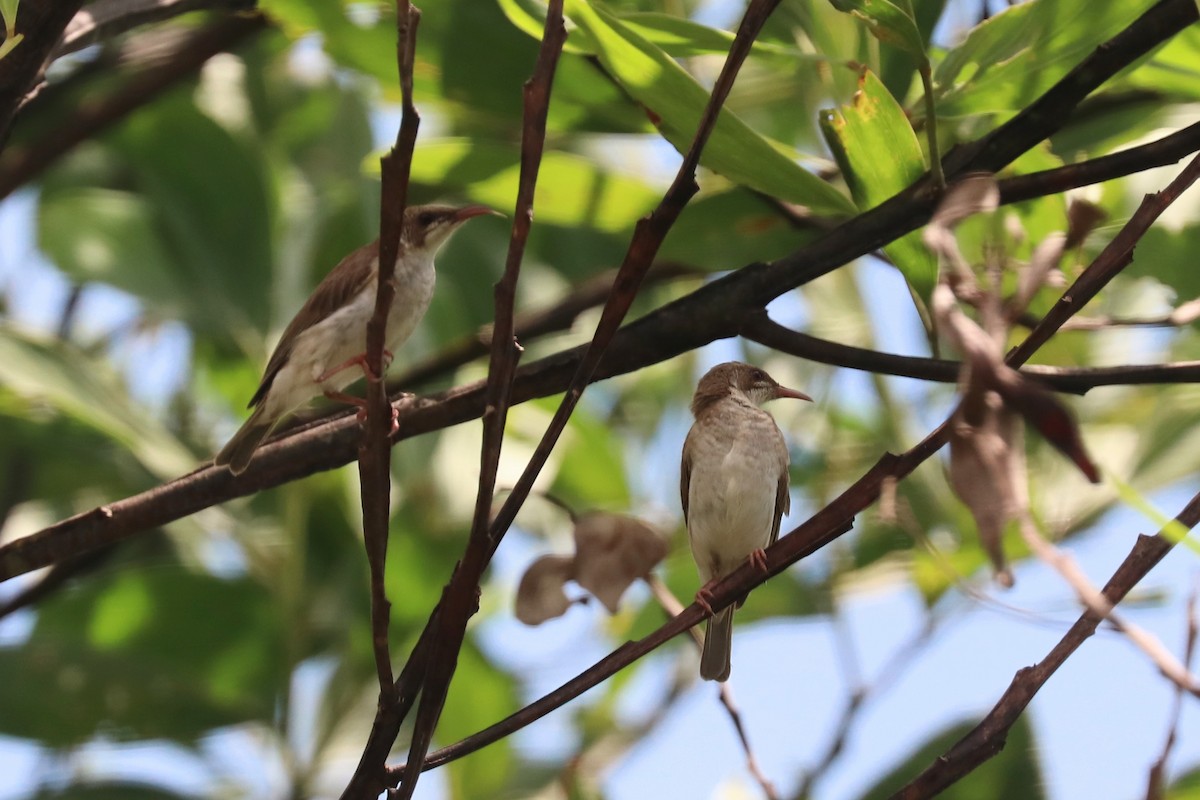 Brown-backed Honeyeater - ML646164335