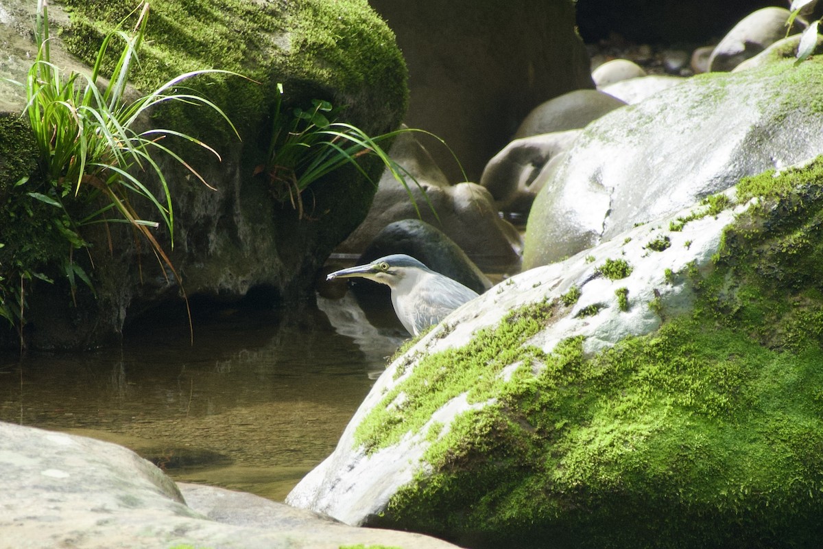Little Heron - ML646164336