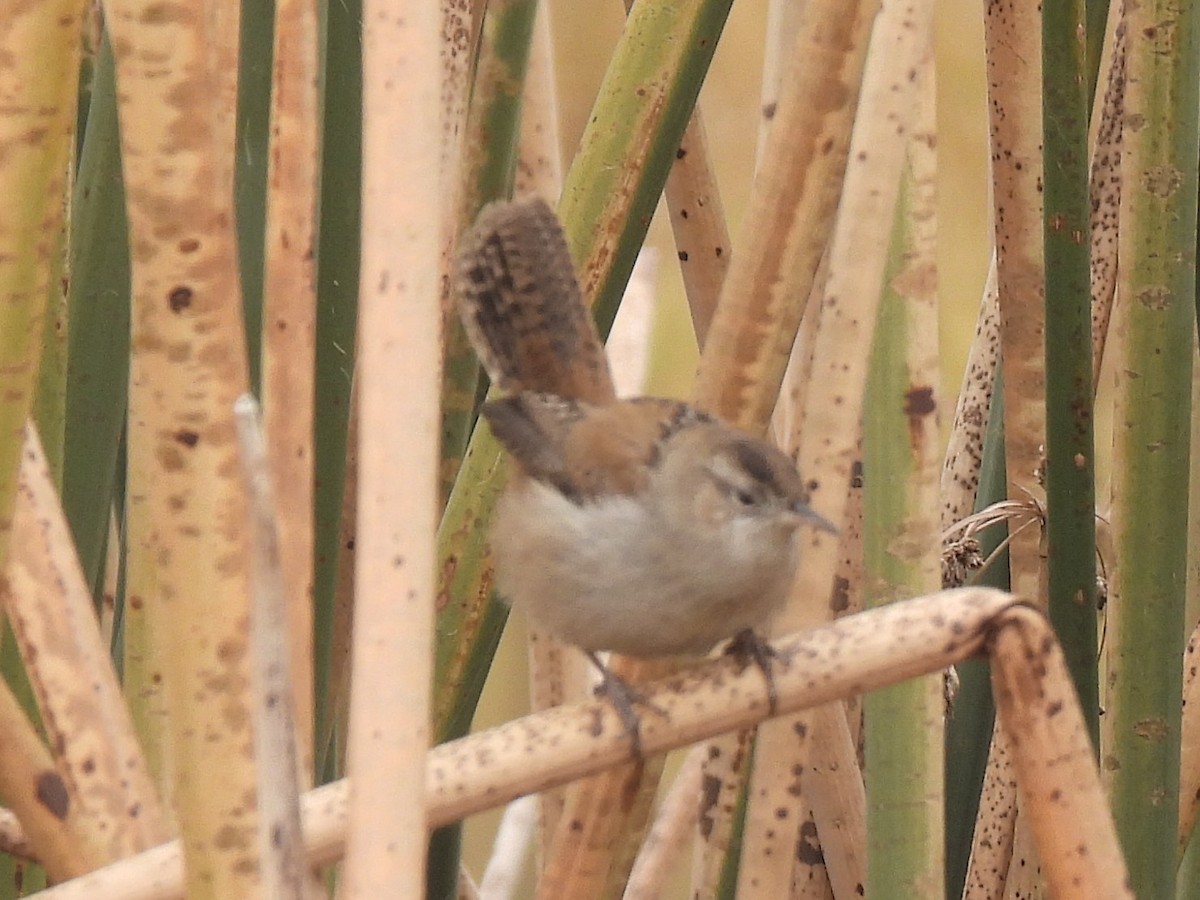 Marsh Wren - ML646164337