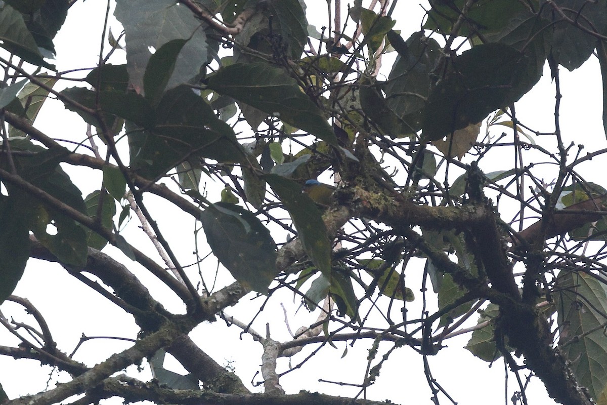 Elegant Euphonia - ML646164338