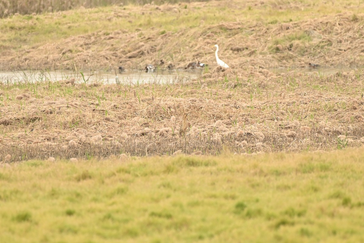 Eurasian Bittern - ML646164339