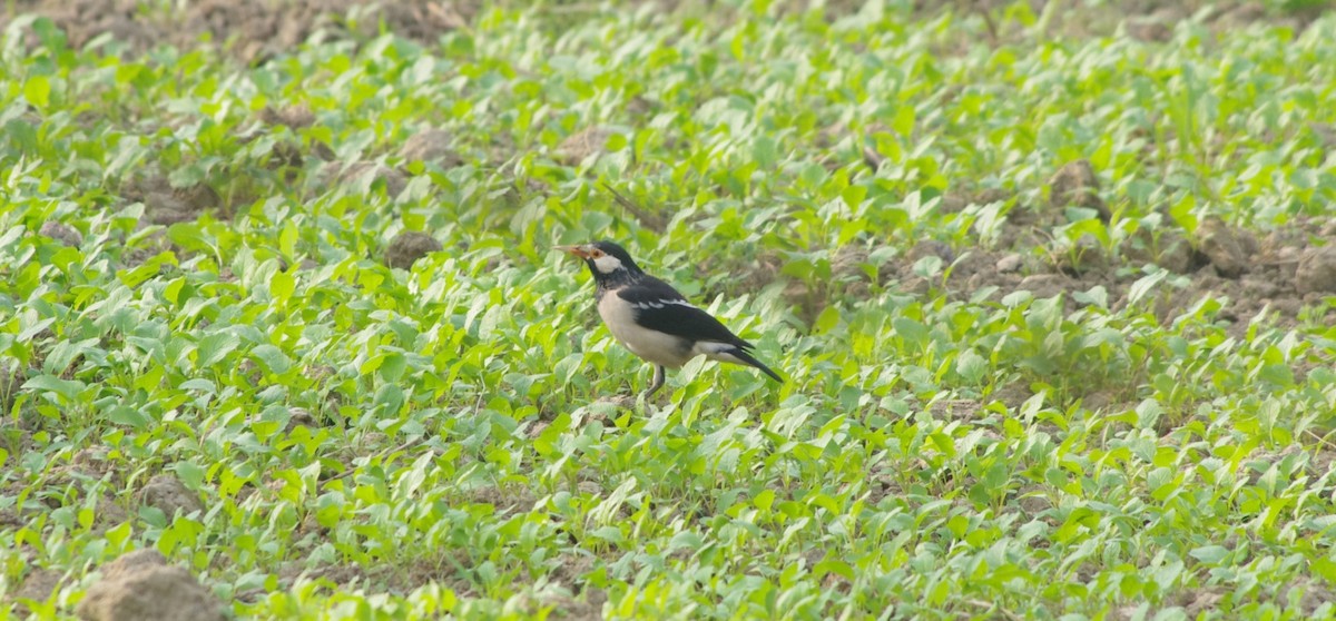 Indian Pied Starling - ML646164340