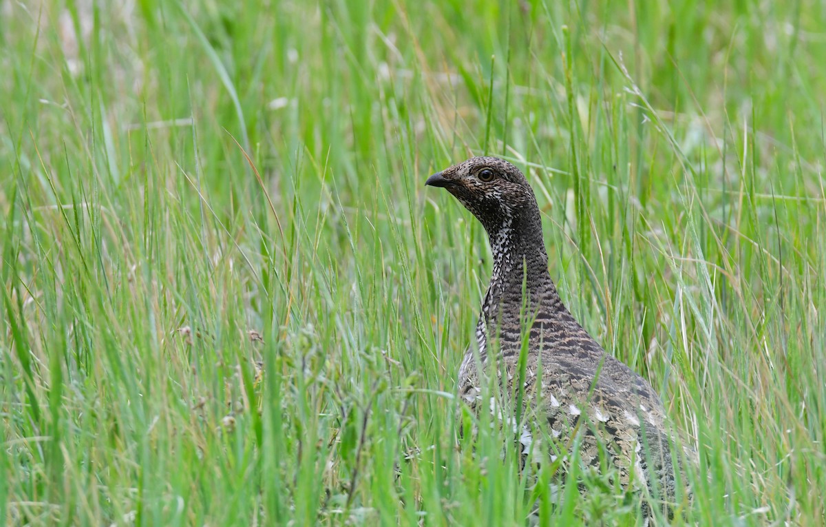 Dusky Grouse - ML646164341