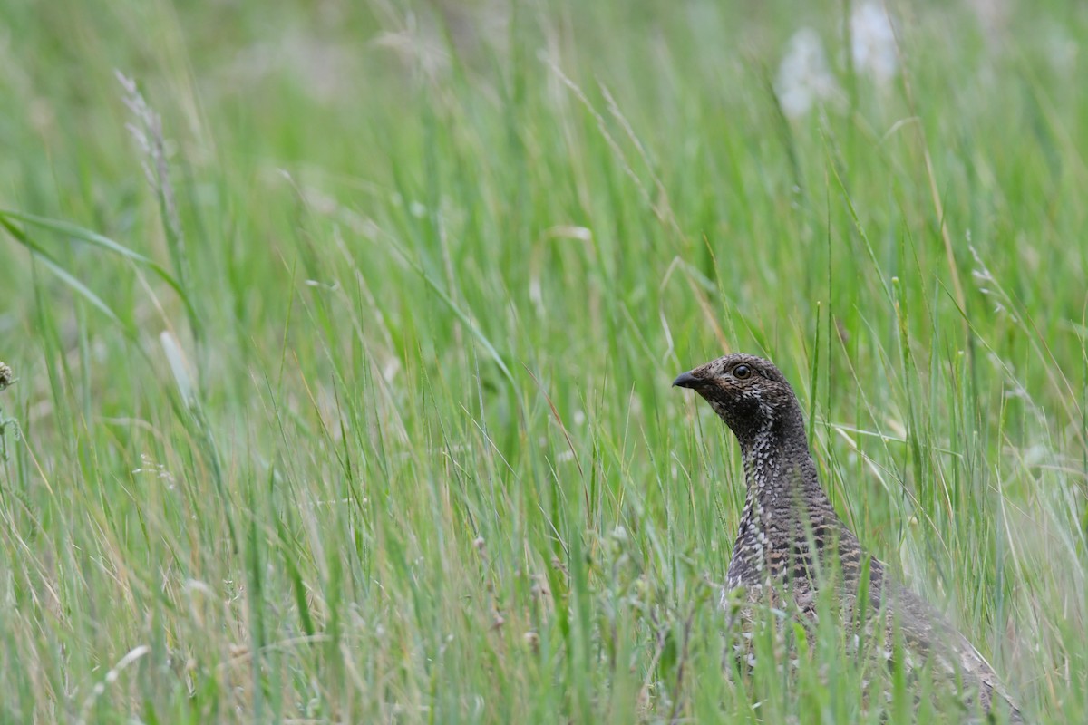 Dusky Grouse - ML646164342