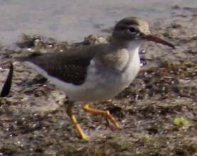Spotted Sandpiper - ML646164344