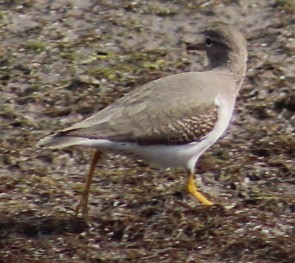 Spotted Sandpiper - ML646164345