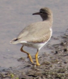 Spotted Sandpiper - ML646164346