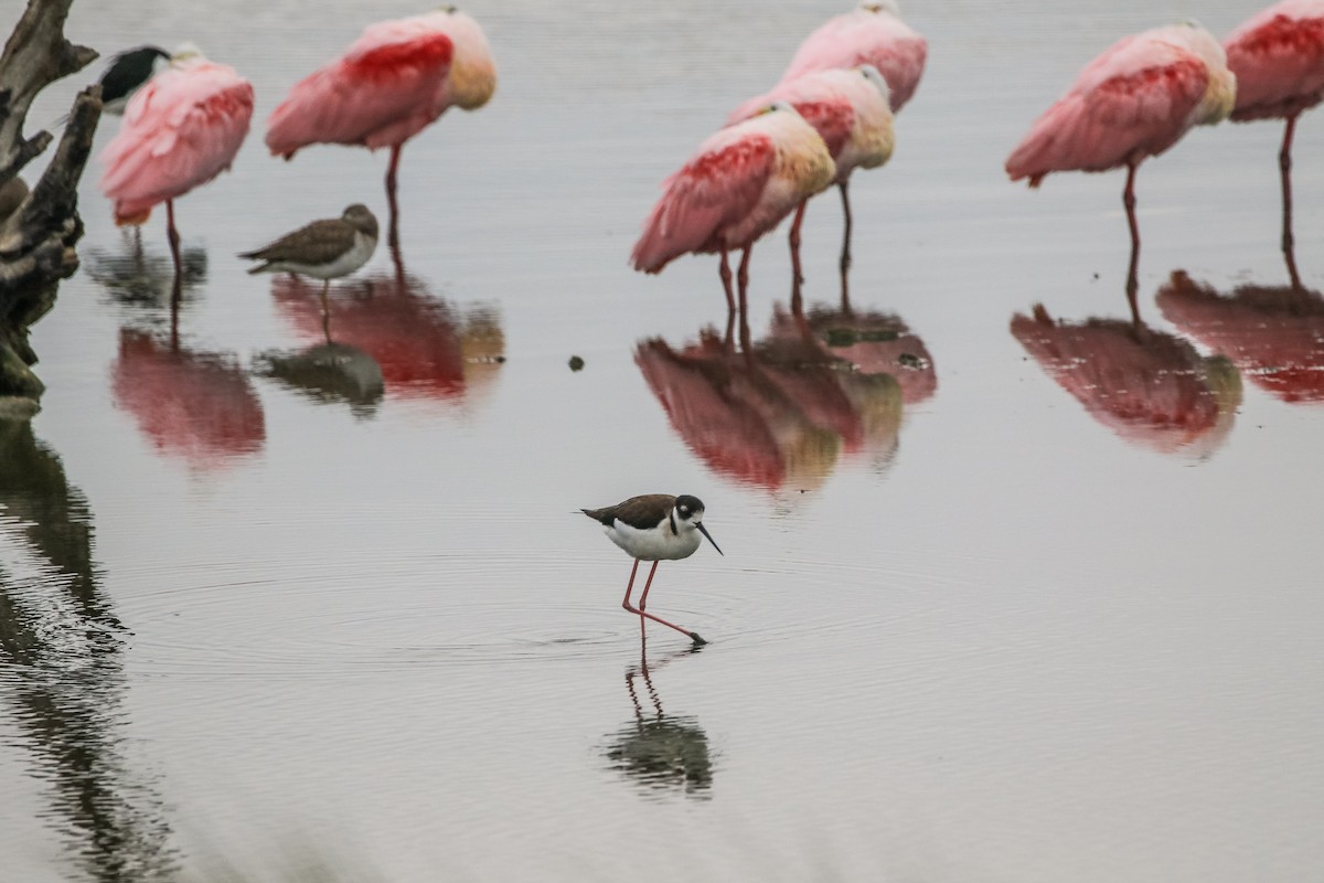 Black-necked Stilt - ML646164347
