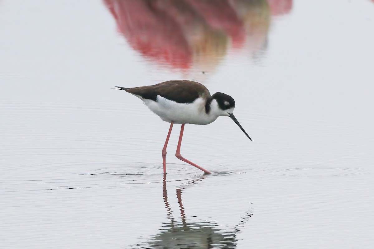 Black-necked Stilt - ML646164349