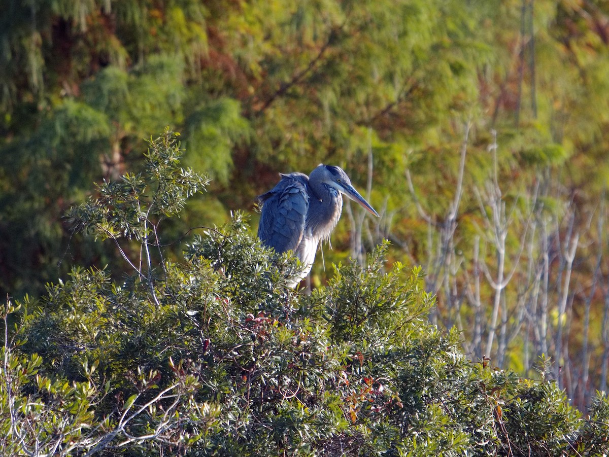 Great Blue Heron - ML646164351