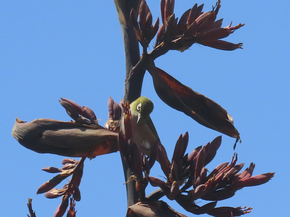 gråbrystbrillefugl - ML646164352