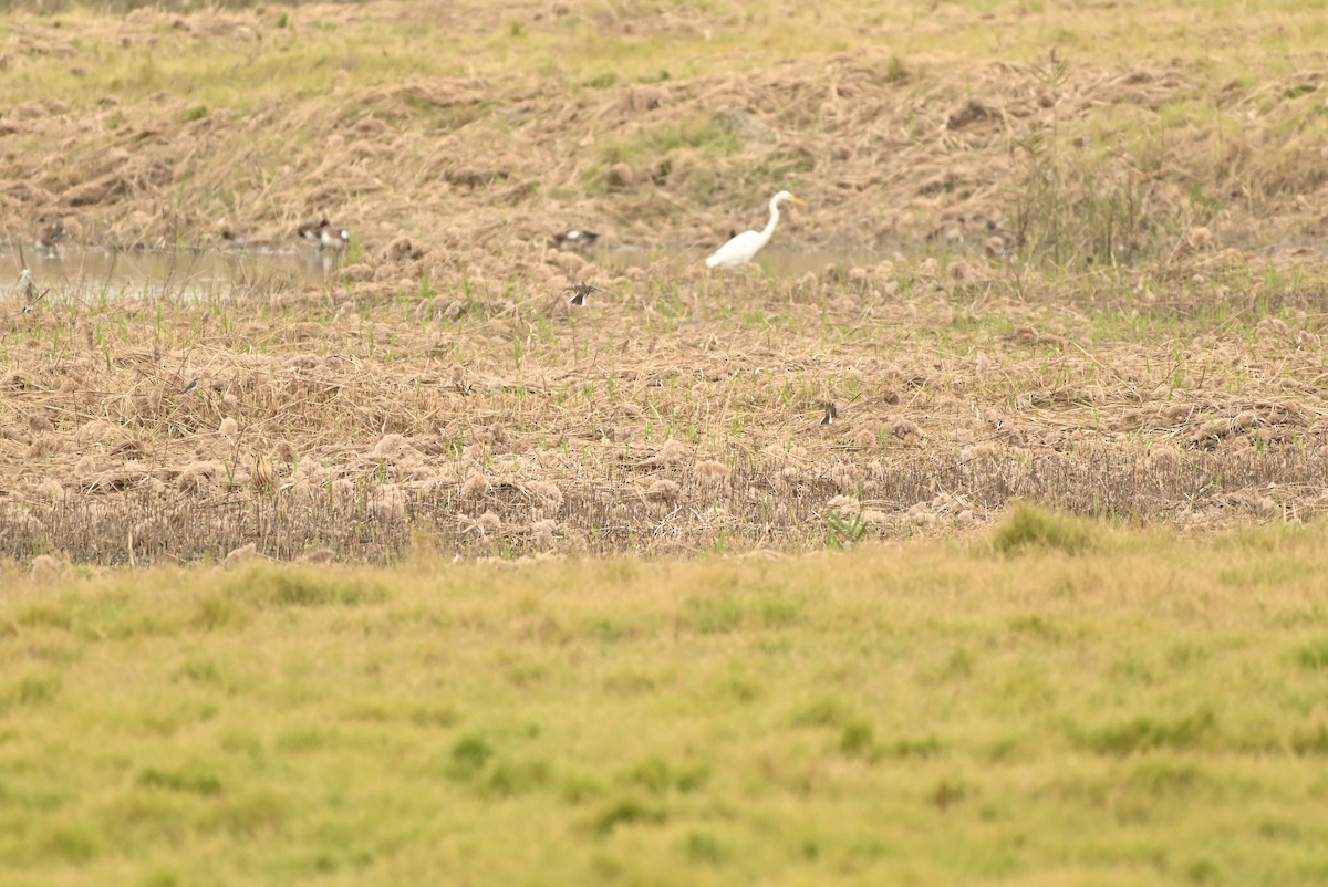 Eastern Yellow Wagtail - ML646164353