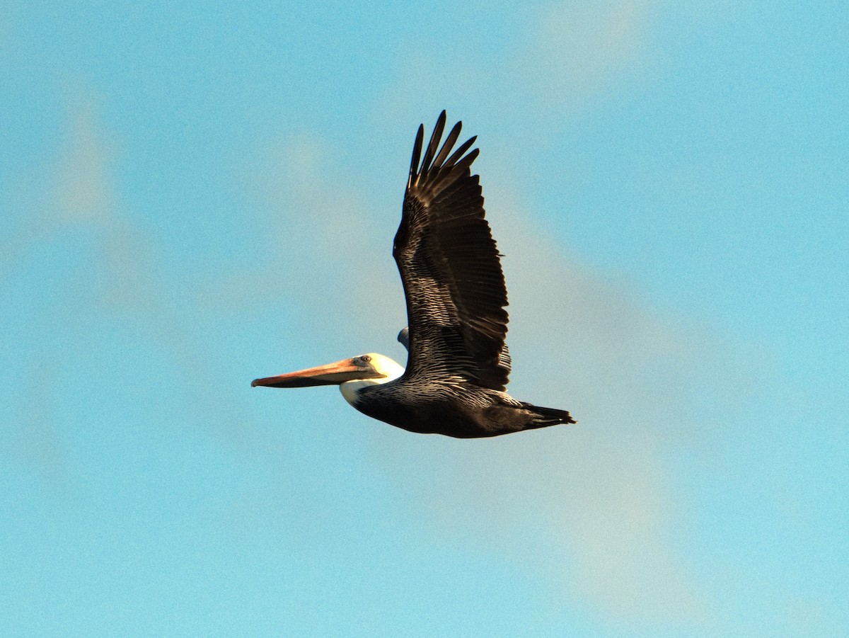 Brown Pelican - ML646164354