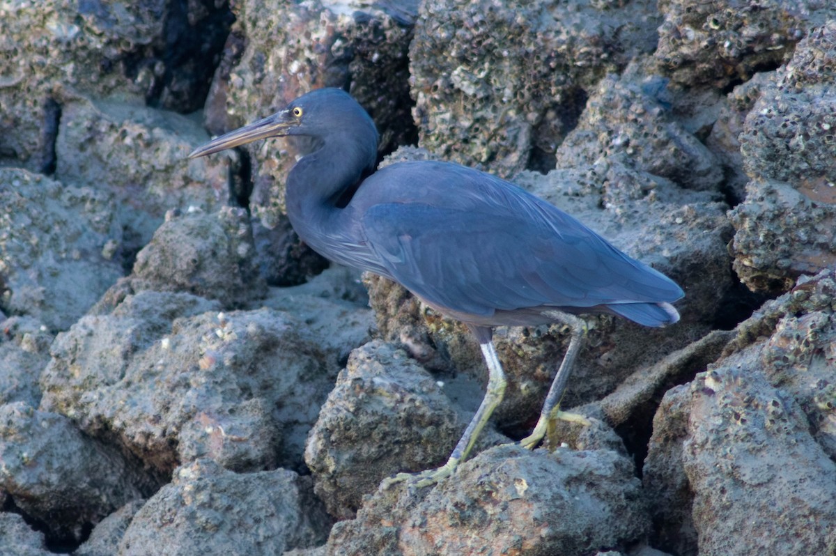 Чепура тихоокеанська - ML646164355