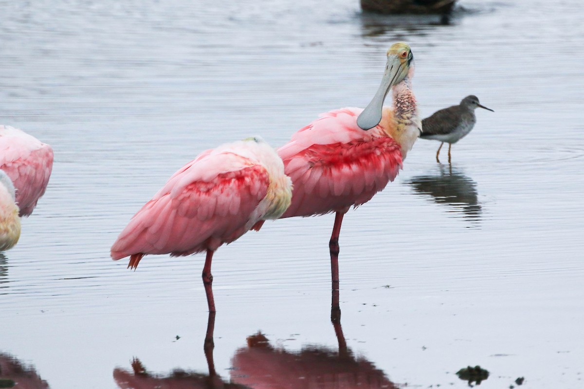 Roseate Spoonbill - ML646164356