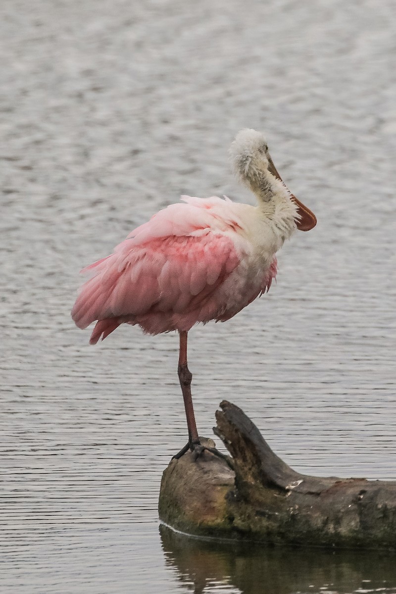 Roseate Spoonbill - ML646164357