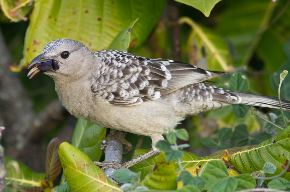 Ойсея велика - ML646164360