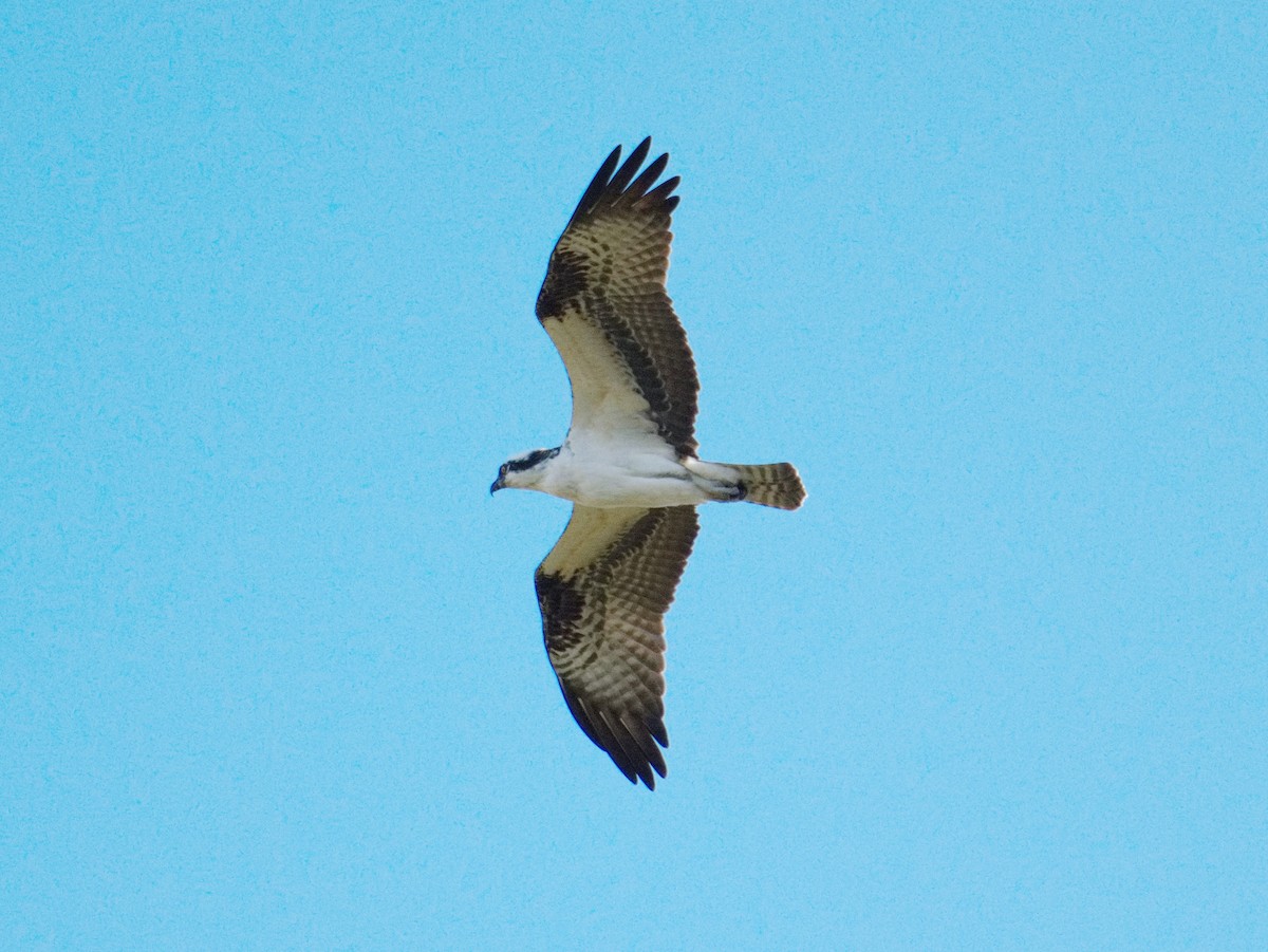 Osprey - ML646164361