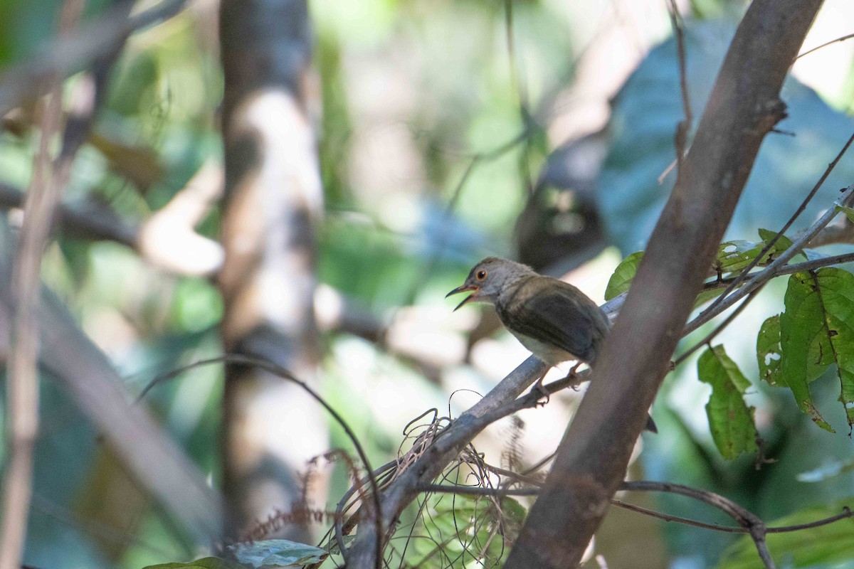 oransjebrillebylbyl - ML646164362