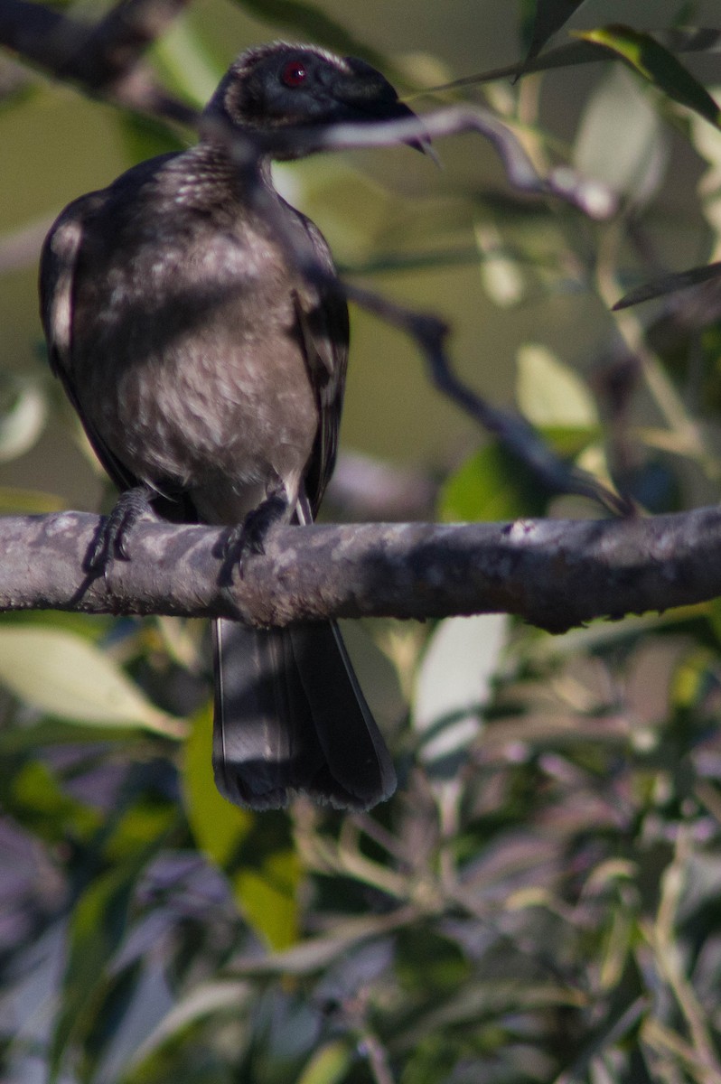 Helmeted Friarbird - ML646164364