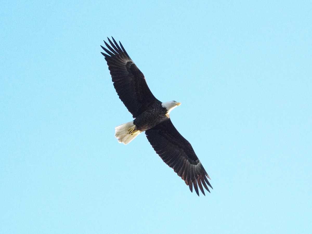 Bald Eagle - ML646164365