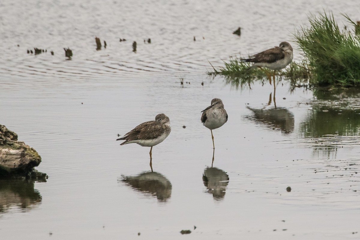 Greater Yellowlegs - ML646164366