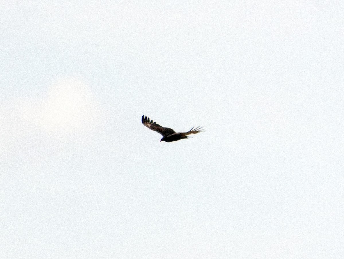 Turkey Vulture - ML646164367